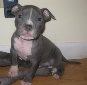 blue red nose pitbull puppies