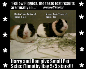 This photo was taken at the first annual timothy hay for guinea pigs ...