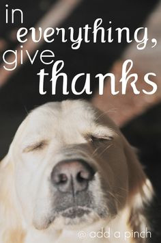 give thanks for labs love more doggie labs dogs quotes dogs ideas ...