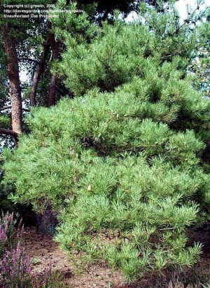 Photo Of Korean Pine Pinus Densiflora Oculus Draconis Uploaded By