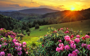 Pink flowers on the hill wallpaper