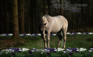 ... line graphics by billie beautiful horse poems beautiful horse poems