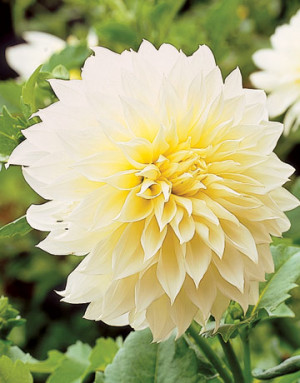 Quotes About Feeling Alone Tumblr · Erica Mena And Cyn Santana Tumblr ...