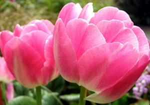 PInk Tulips Free Wallpapers