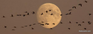 Flock of Wild Geese { Facebook Timeline Cover Picture, Facebook ...