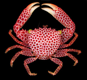 Picture: female crab, quote: never trust a skinny cook.