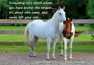 The Beauty of friendship quote- Lessons from the horse
