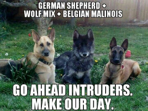 Shepherd. Wow. Gorgeous!: Wolf/German Shepherd, Dogs Kids, Wolf ...