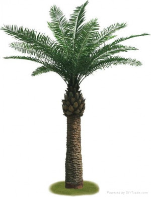 Product Sago Palm Small Tree