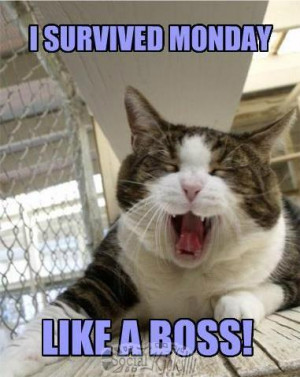 Angry Cat Survived Another Monday