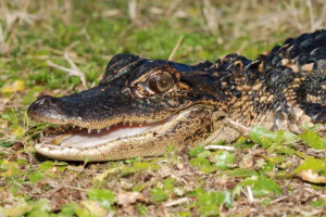 Famous Florida Gator Quotes http://www.hitupmyspot.com/s/index.php?q ...