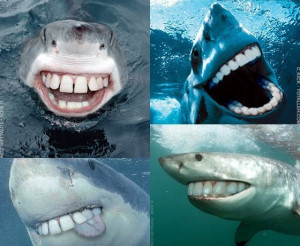 Sharks With People Teeth (PICTURE)