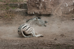 Zebra (angry) Picture
