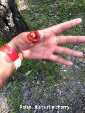 query animal bite wound pediatric