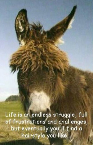 Donkey wisdom & quotes