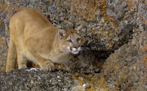 Cougar Animal Habitat