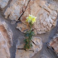 Article: Triumphing Over Obstacles.