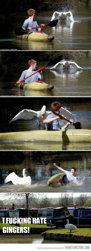 Funny photos funny ginger boat swan bird