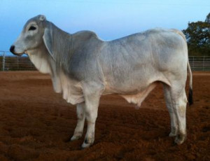 Flat Broken W Brahman Ranch