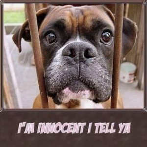 boxer dog quotes | Uploaded to Pinterest