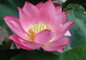 ... lotus wallpapers, india lotus photos, latest and beautiful lotus
