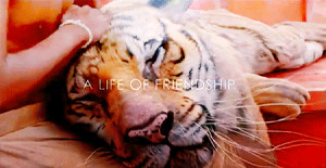 Pi quotes,all gifs from Life of Pi,about famous Life of Pi quotes,Life ...