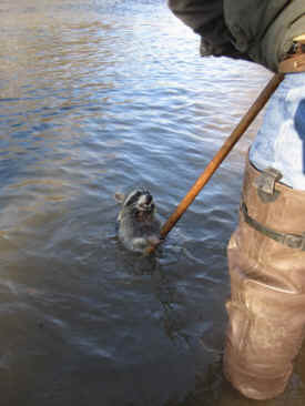 raccoon in a trap as the trapper uses a pole to drown him...