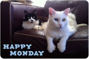 Happy Monday Images Cats Happy monday cunning cats