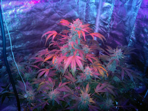pineapple express seed to weed in 65 days, 5 oz dry