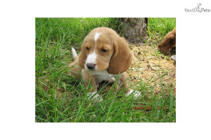 basset-hound-male-puppydog-basset-hound-puppy-0d399bff-bfc0-4a3d-8bc0 ...
