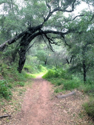 diving bell. Through its port holes I watch rich women in Lululemon ...