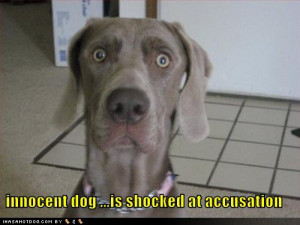 funny-dog-pictures-schocked-innocent-dog.jpg
