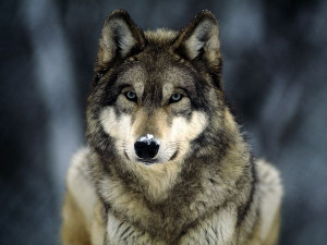 ... wolf shakira, wolf rings, crying wolf, angry wolf, wolf quotes, wolf
