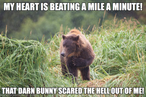 What Is This Grizzly Bear Thinking?