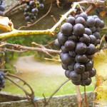 Seed time And Harvest