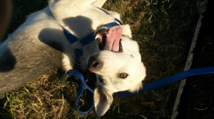 Dual Bullets X Patman LED tail lights X Custom Sub Box