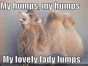 Funny Camel Photo 3.