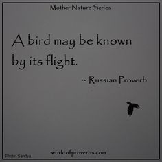 Proverbs - Famous Quotes: A bird may be known by its flight. ~ Russian ...