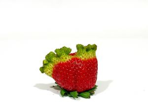 genetically modified organisms - strawberry
