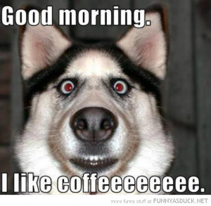 crazy eyes dog animal good morning like coffee husky funny pics ...
