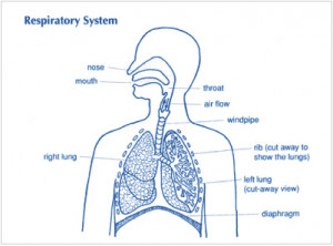Respiratory System Photograph