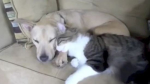 Related Pictures cuddle cuddling dog dogs doggie doggies cat cats ...