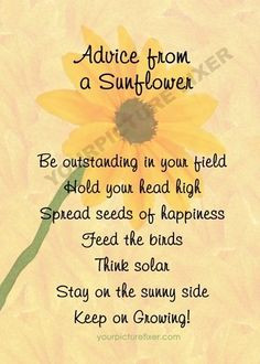 sunflower quotes advice from a sunflower