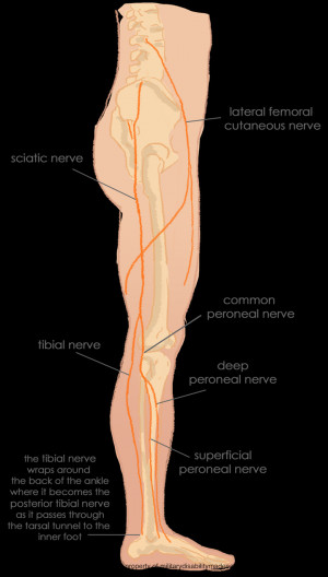 Lower Back Nerves
