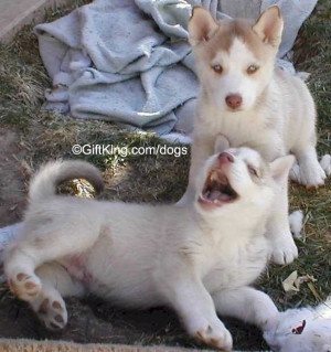 Siberian Huskies funny