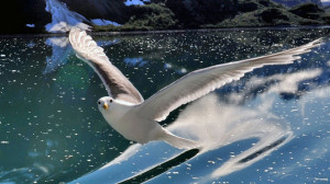 Flying Seagulls Hd Images Flying Seagulls Hd Images Flying Seagulls