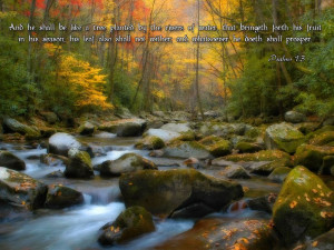 Stream and Forest Thanksgiving Cards