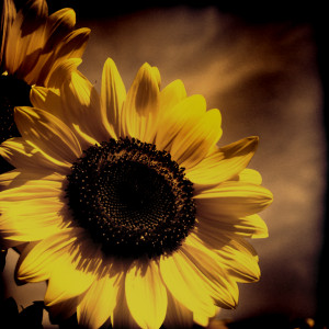 Sunflower Tattoo Images