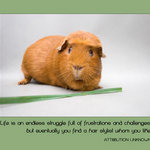 guinea pig with quote - Life is an endless struggle full of ...
