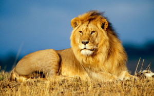 21 Incredible Pics of African lion's, White Lions, Baby Lions